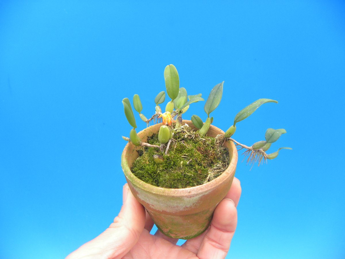 Bulbophyllum ovatum

今日の手乗り