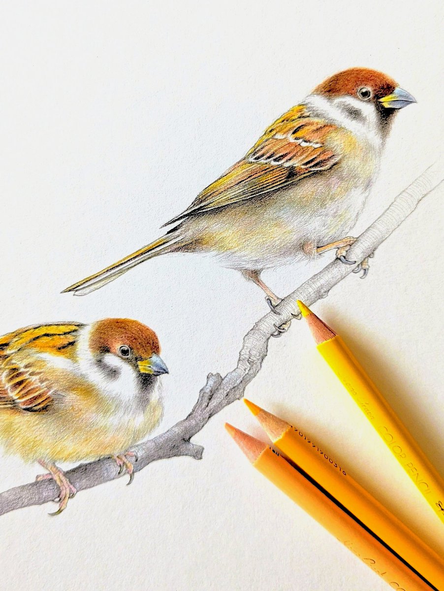 おはようございます。 元気な小鳥シリーズ🧡 雀(スズメ) 中国語では