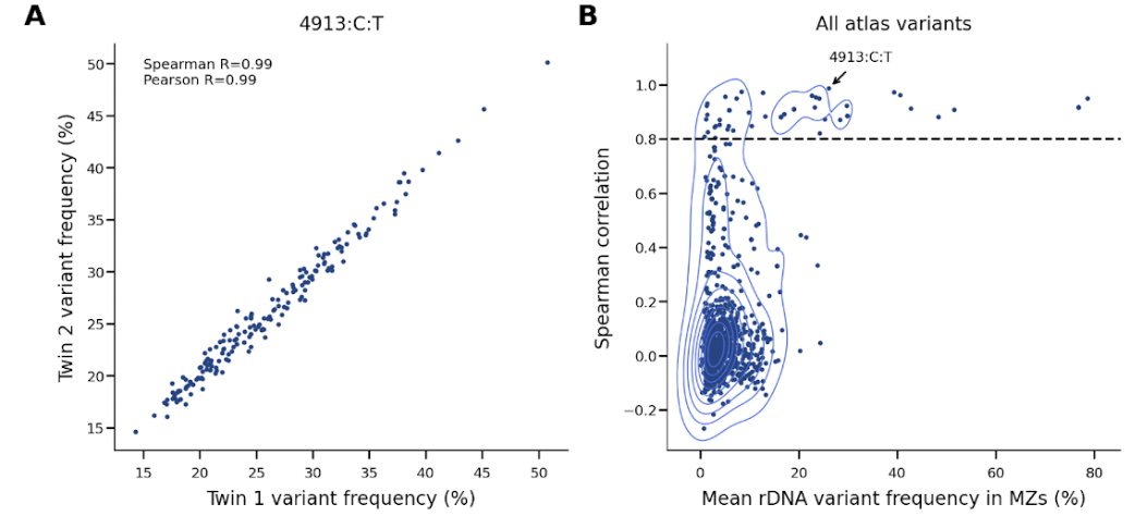 D_Rothschild_'s tweet image. We found tens of heritable variants found in *high* rDNA copy numbers. But the vast majority of variants (~1000 variants) can be described as mutations found *sporadic* between the rDNA and they show low heritability, potentially somatic in origin. 

3/8