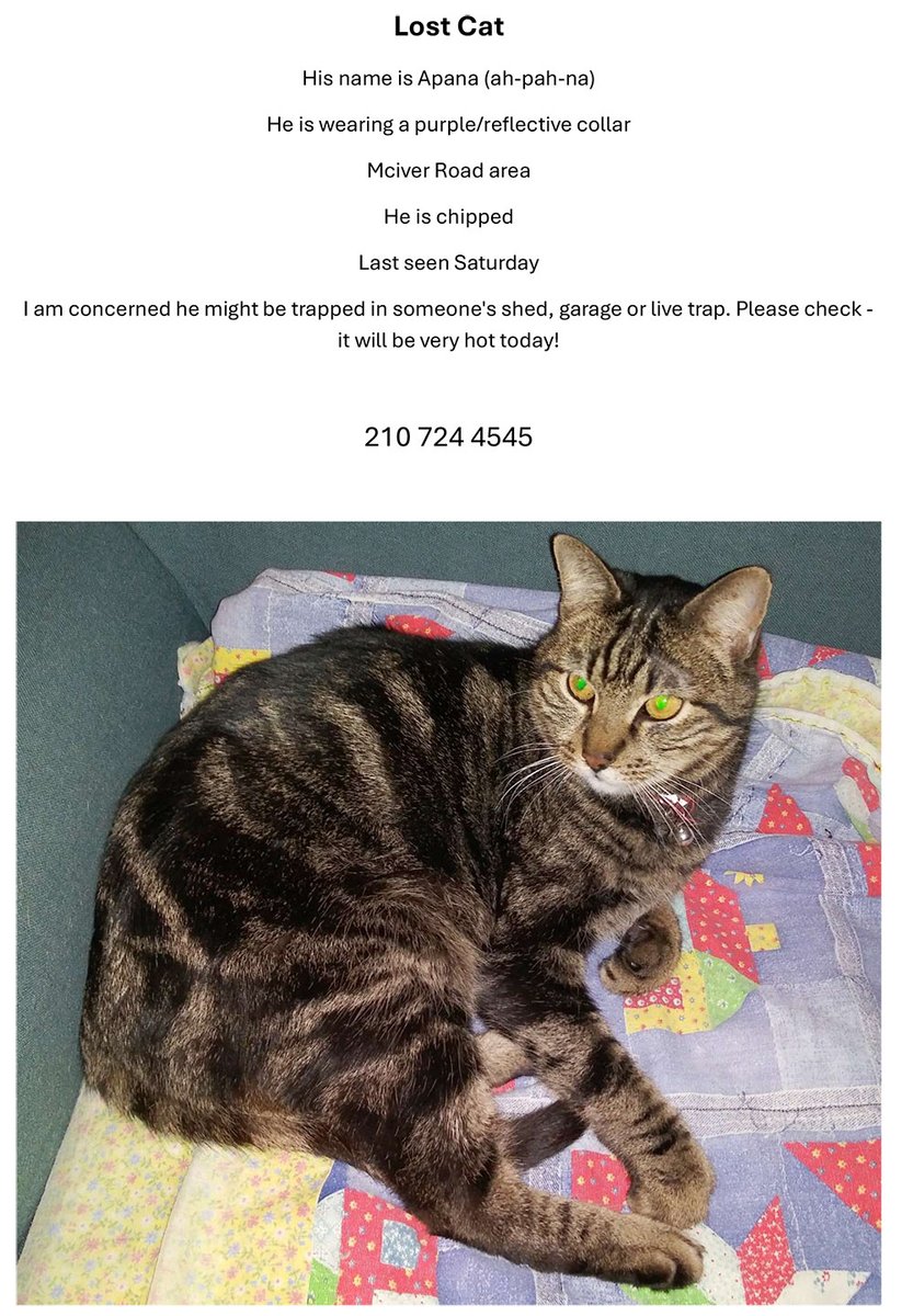 sahumane's tweet image. Keep an eye out for Apana #SanAntonio #LostCat