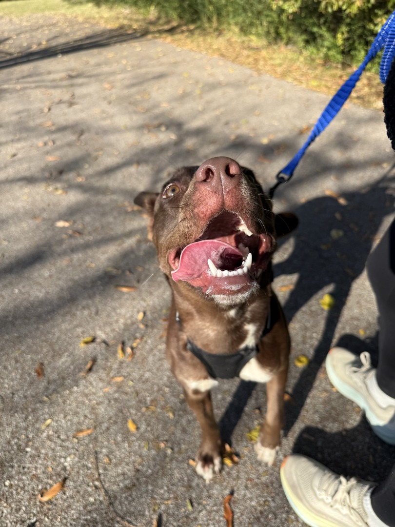 Say hello to Mum! This 8-month-old gal is a fighter. She came to us as a sick stray, but is now happy, healthy and looking for her forever home. Mum is playful, cuddly and always ready for belly rubs. 

Looking for a joyful companion? Apply to adopt: heyor.ca/yRY712