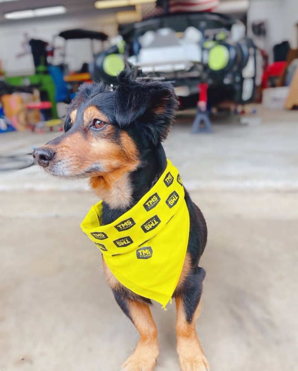 TMSTitanium's tweet image. If your mid-week needs a boost, here’s a tiny teammate in a TMS scarf to do the job. 🐾 💛 

Shop premium-grade titanium 👉 store.tmstitanium.com

#TMSTitanium #TitaniumForCommercial #TitaniumForRacing #TitaniumForMedical #TitaniumForAerospace