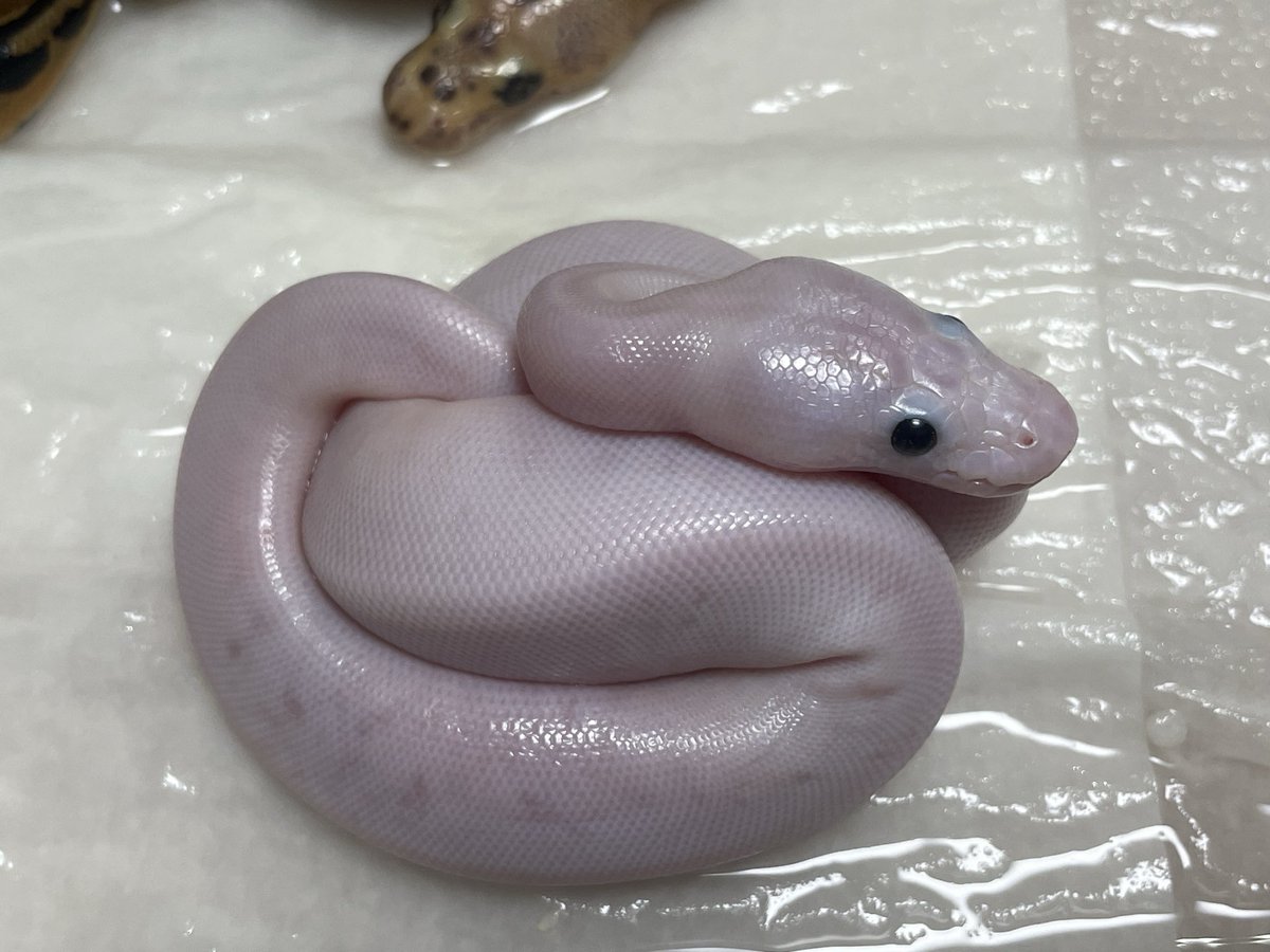 BMMorphsJapan's tweet image. 出揃いました。

Pastel Leopard OD het Clown ♂
Fire +α Clown ♀

Super Fire het Clown (poss. Clown, Pastel, OD, Leopard, Spotnose)

#ballpython
#ボールパイソン
#BMMcb
#爬虫類