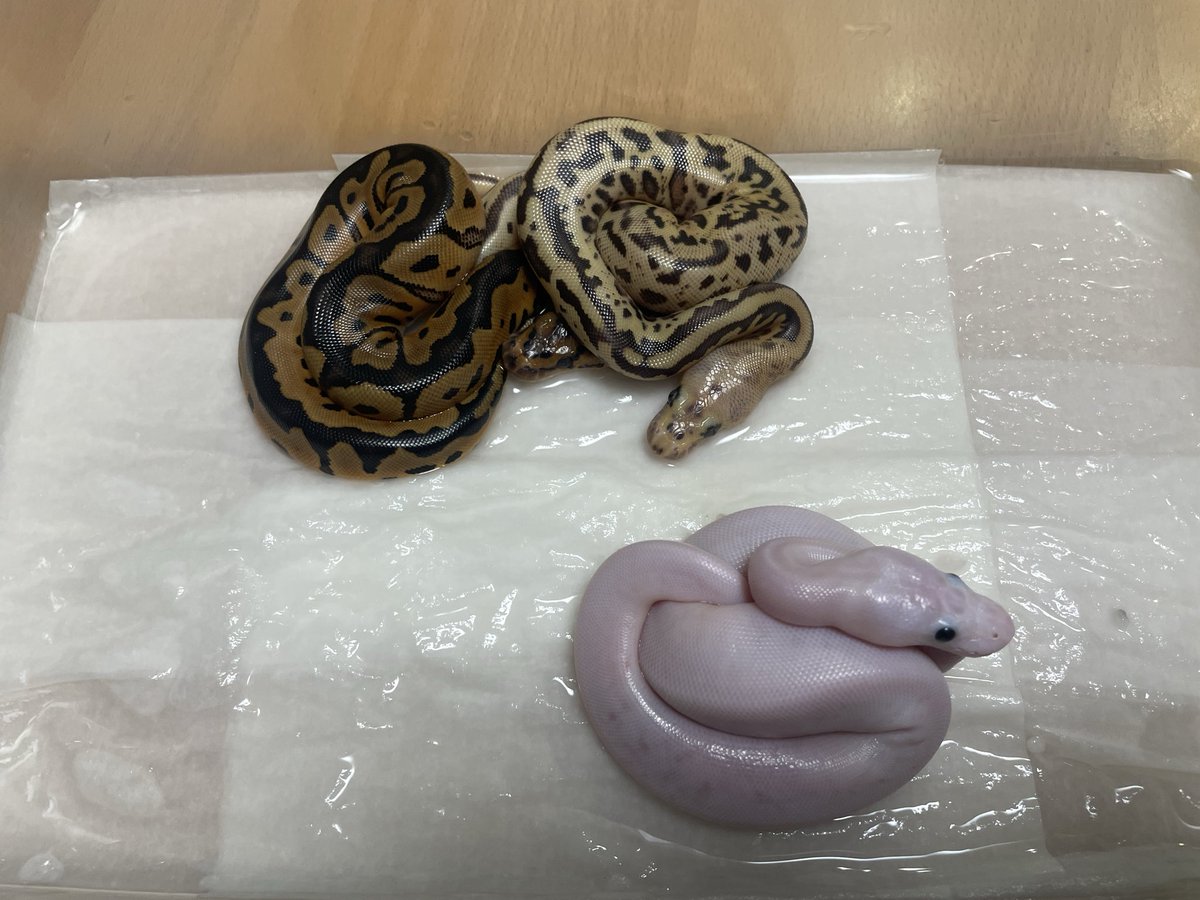 BMMorphsJapan's tweet image. 出揃いました。

Pastel Leopard OD het Clown ♂
Fire +α Clown ♀

Super Fire het Clown (poss. Clown, Pastel, OD, Leopard, Spotnose)

#ballpython
#ボールパイソン
#BMMcb
#爬虫類