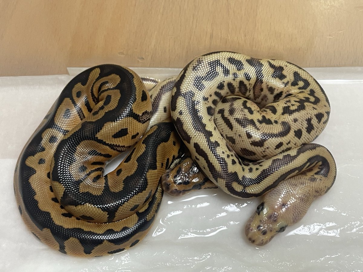 BMMorphsJapan's tweet image. 出揃いました。

Pastel Leopard OD het Clown ♂
Fire +α Clown ♀

Super Fire het Clown (poss. Clown, Pastel, OD, Leopard, Spotnose)

#ballpython
#ボールパイソン
#BMMcb
#爬虫類