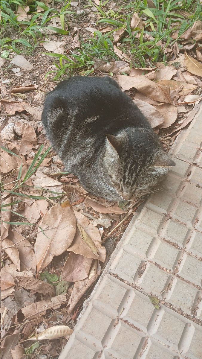 juliamendesvb's tweet image. omg um gatusp