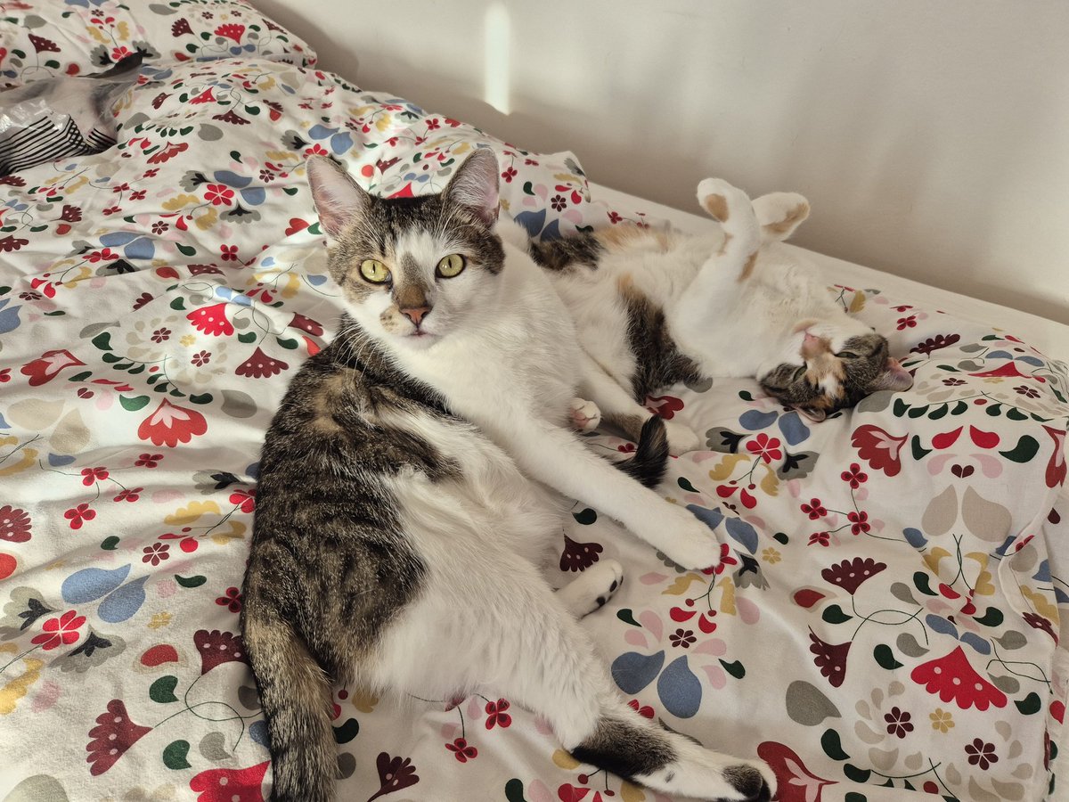 Having a great time crocheting golden snitches. Remus and Minerva watching me. I'm sure they'll try to steal them. Listening to the new Harry Potter audiobook and loving it 😊