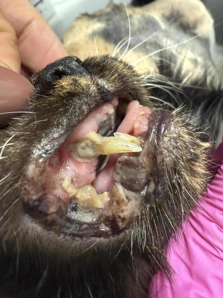 1 dzień do końca zbiórki 💔 

Po śmierci opiekuna, Lusia została wyrzucona na ulicę. Kompletnie sobie tam nie radziła. Była w fatalnym stanie.

Walczymy o jej zdrowie po ciężkim zabiegu, ale ostatnio nikt już nie pomaga.

ratujemyzwierzaki.pl/lusiaa-felineus