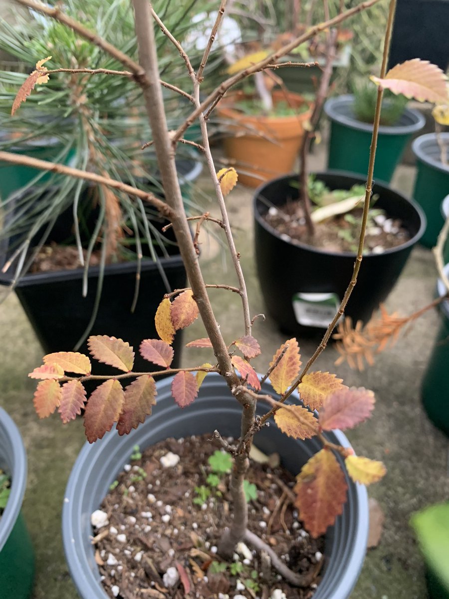 Small trees fall colors 👏