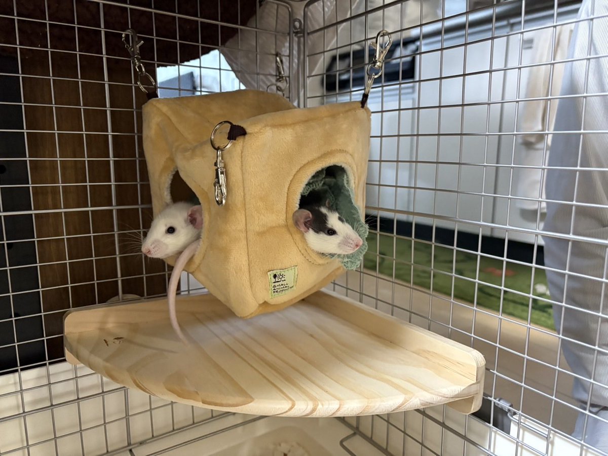 むぅ (@nezoomin) / Posts / X