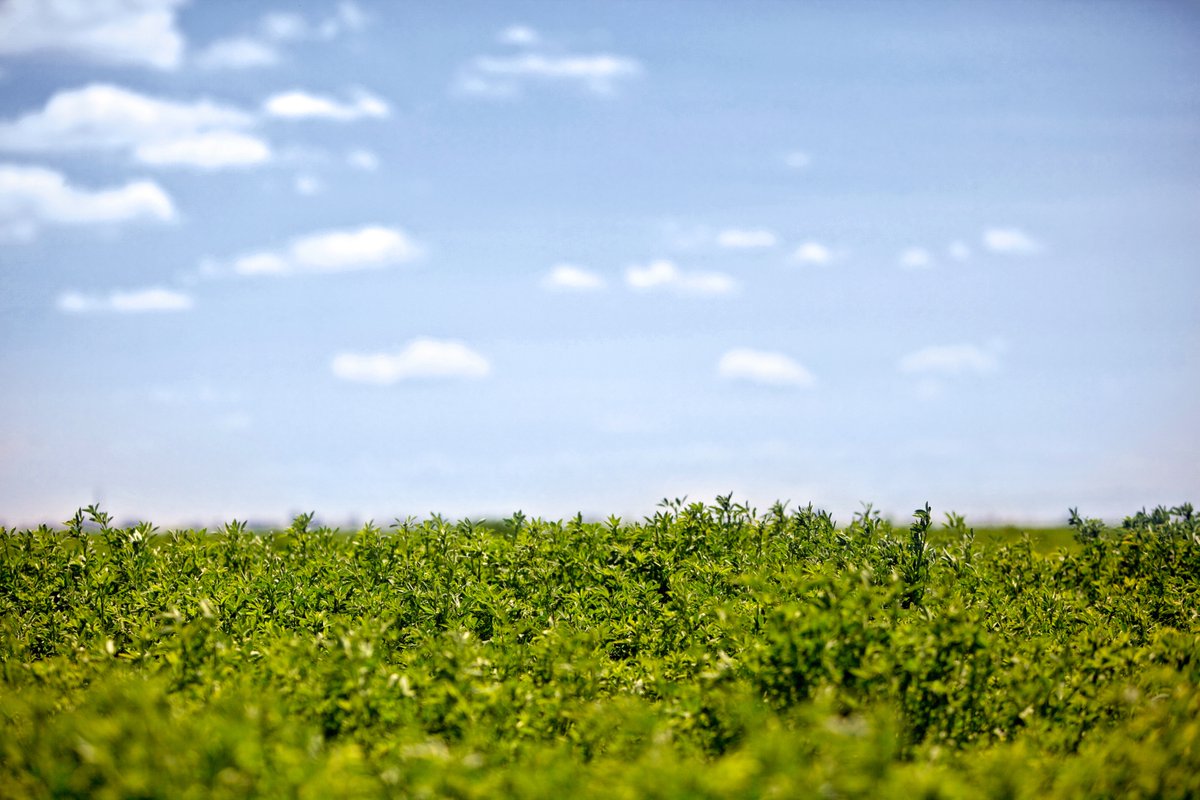 No two fields are the same. That’s why our team delivers custom-blended fertilizer solutions based on your equipment, ground, crop need and harvest goals.