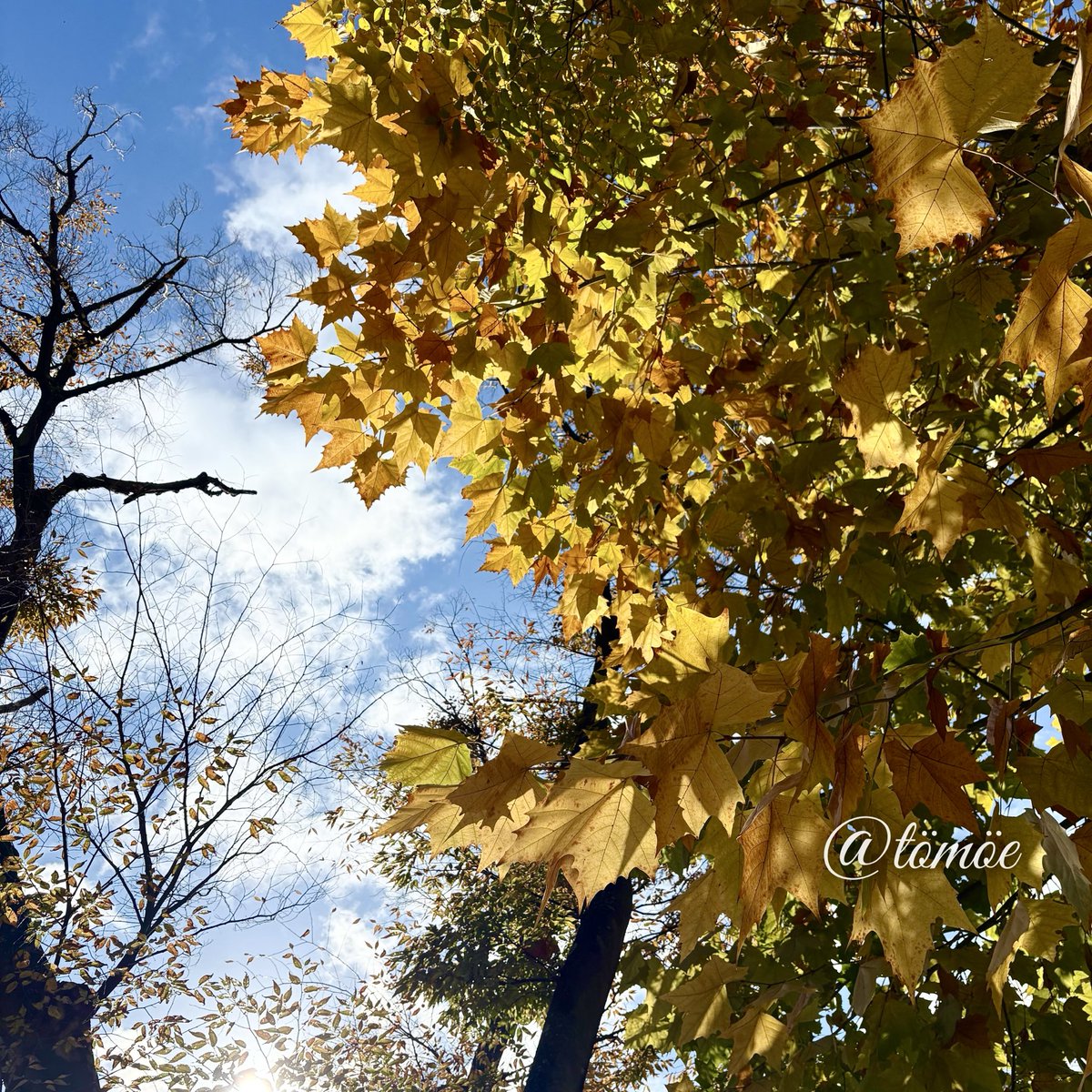 tt_drooop's tweet image. この季節が1番すき🍁