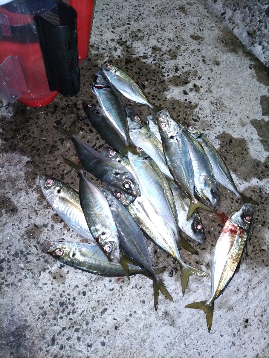 ぶーちん ぶーちん (@4Hl1dUxpzMCiqio) / Posts / X