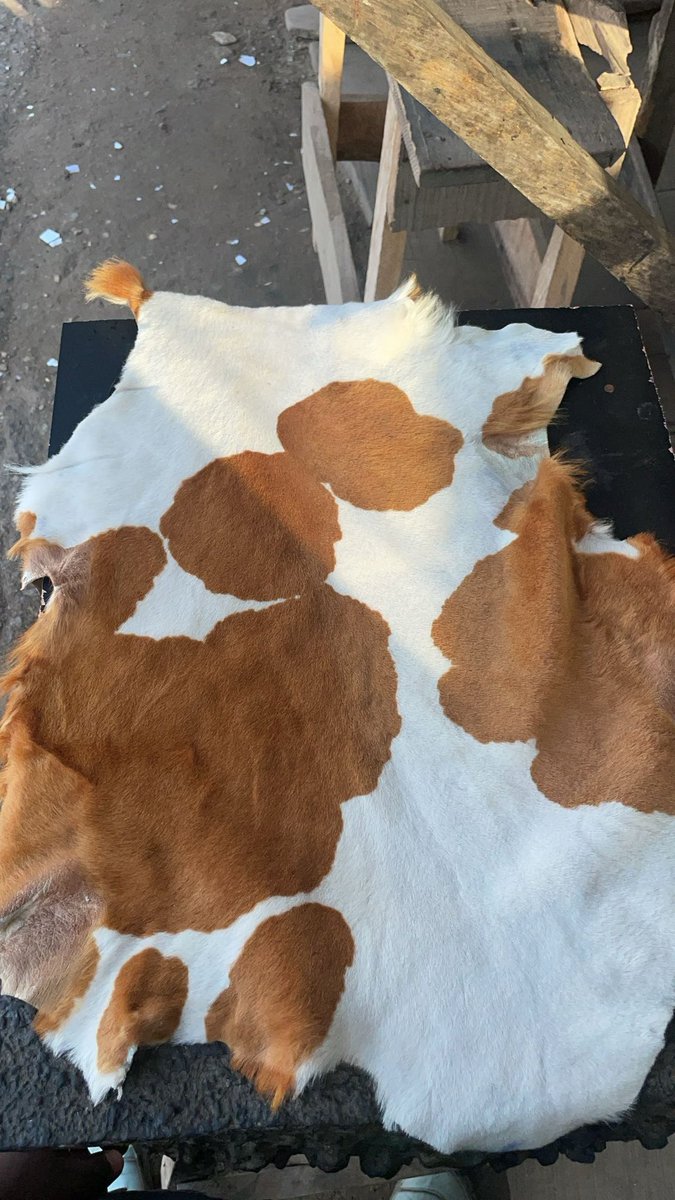 stvnuniversee's tweet image. played with this bad boy i saw in the market today, results tomorrow #letmecook👨🏾‍🍳