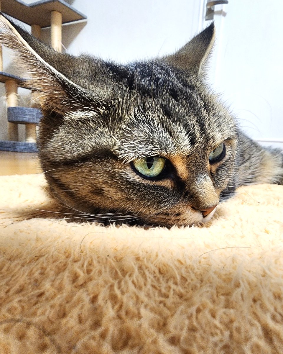 ashinagamanbibi's tweet image. 今日のビビは“ぺたんこスタイル”で1日をしめくくり
力の抜け方が天才
こんな落ち着き方、真似できない
今日も来てくれてありがとう

#ビビひとこと言わせて #猫あるある #癒しの夜