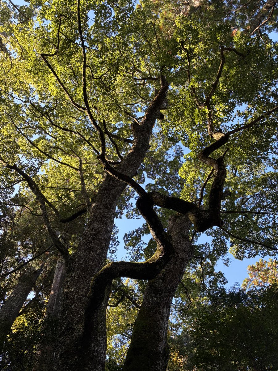 ぴんくわんこ (@pinkwankosan) / Posts and Replies / X