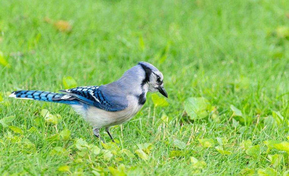 Ave híbrida sorprende a biólogos en Texas y revela cómo el cambio climático reescribe las reglas de la naturaleza ow.ly/4k0M50XuolM