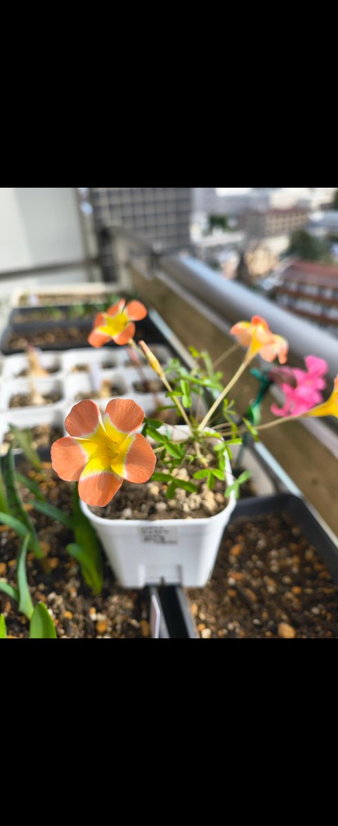 おゆき★大日本きぬた連盟 tweet media