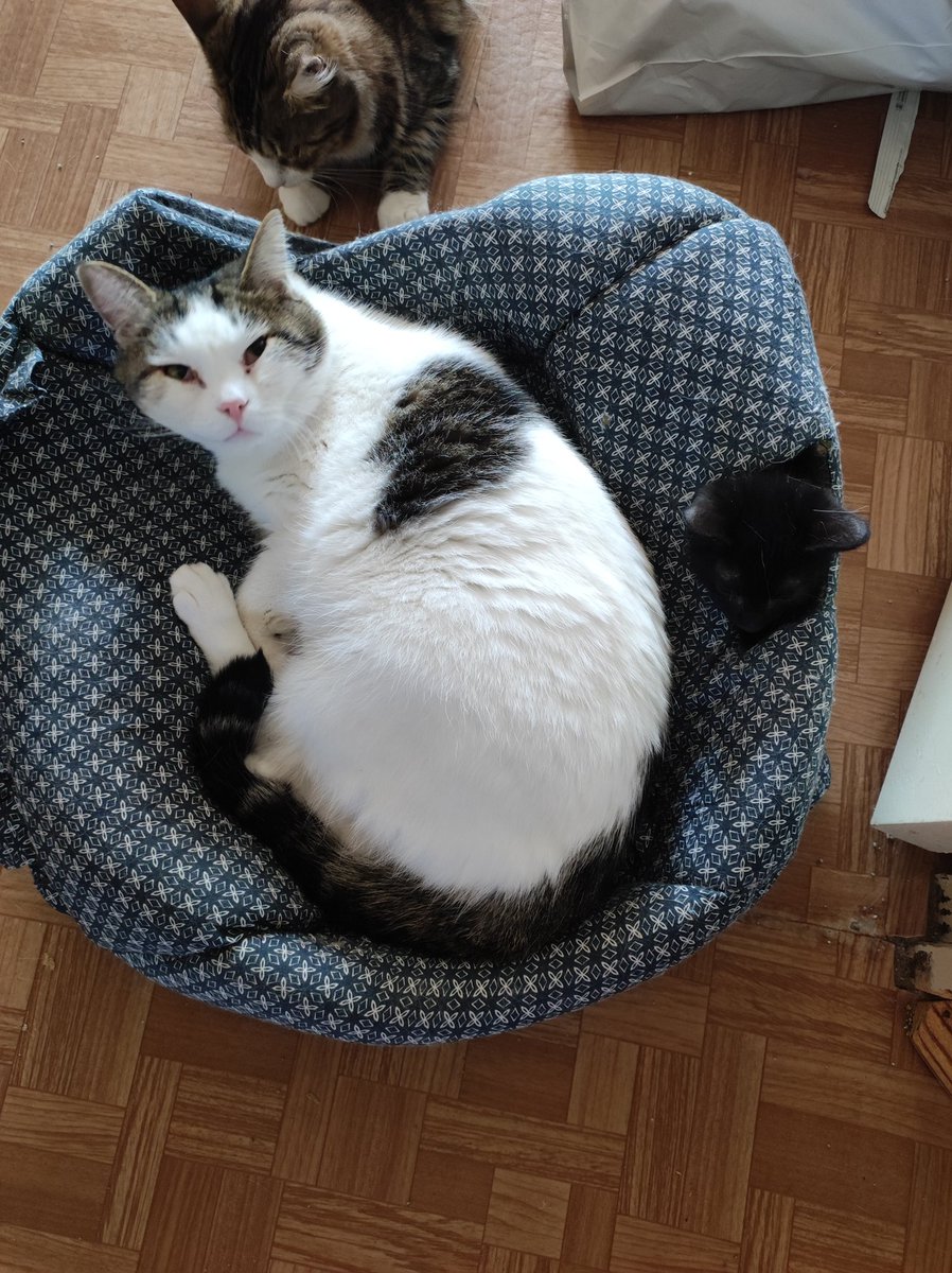 🆘🆘🆘 ребят, молю, помогите! 🆘🆘🆘
Олафсона только что вырвало кровью, мчим в клинику, скорее всего нужен будет стационар.

5536914169063991 тинёк
2202206393055004 сбер
2200153971889168 альфа
9219611572 тлф на все карты

будем безмерно благодарны за любую помощь.