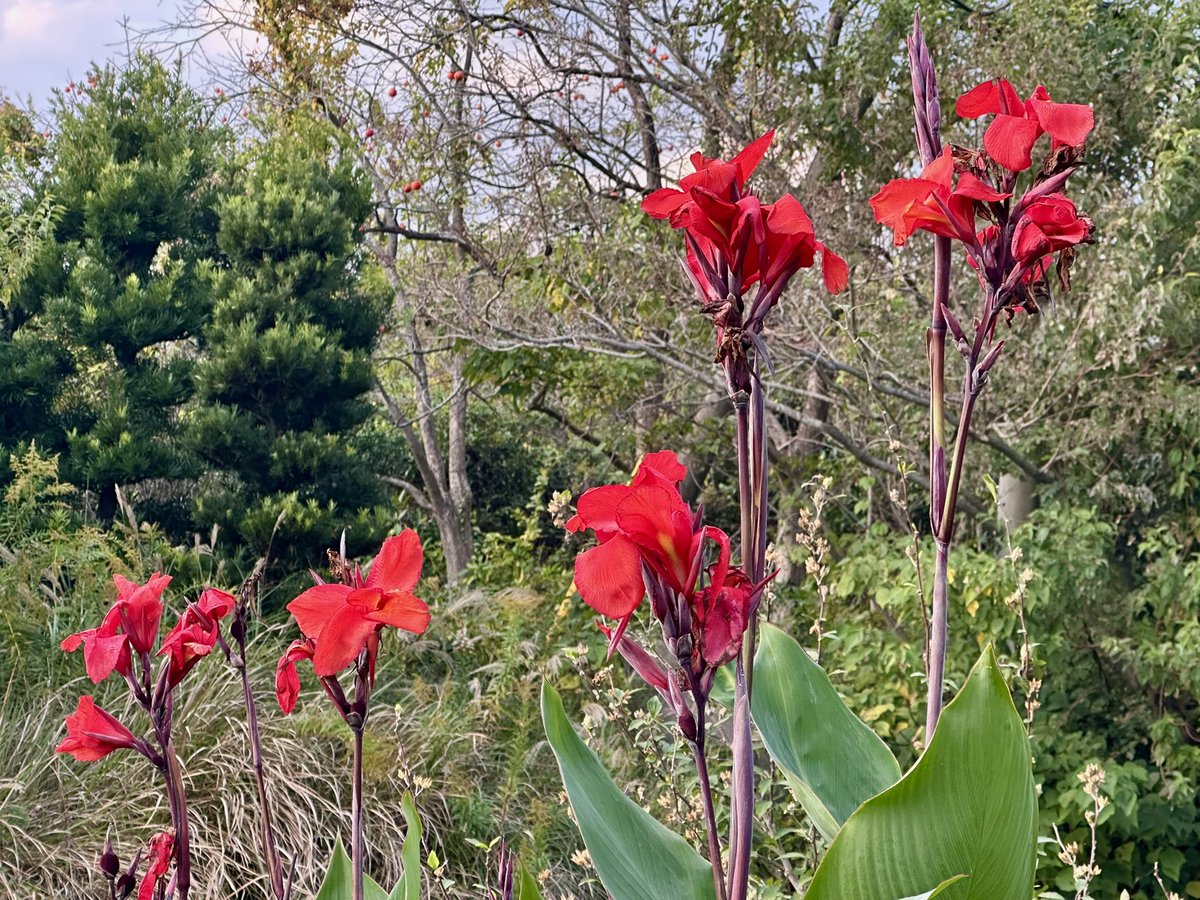 Cloudsailor / 星羅の一日一花 (@sjyszm) / Posts / X