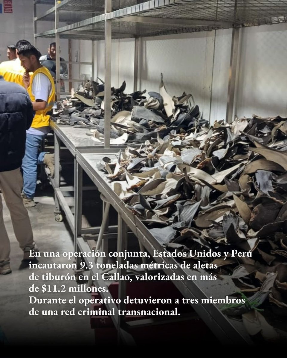 USEMBASSYPERU's tweet image. Estados Unidos y Perú incautan 9.3 toneladas de aletas de tiburón con destino a China, en una de las mayores operaciones contra el tráfico de vida silvestre en Latinoamérica.