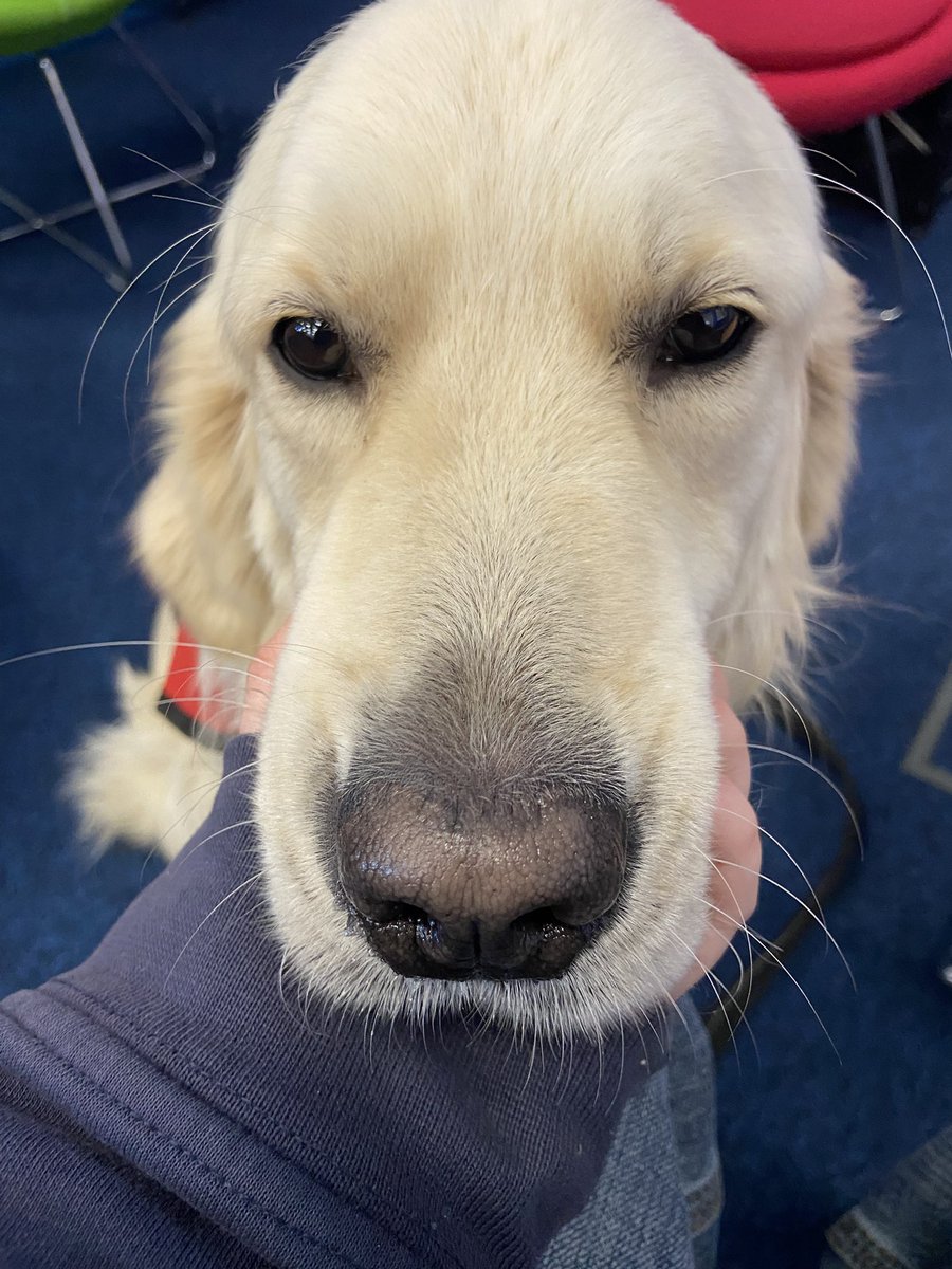 pawz4milo's tweet photo. promotwt! 
guys follow me and i’ll give you a picture of gus 
#gustwt #promotwt #moots #oomfhunt #balls https://t.co/Choil8rfSk