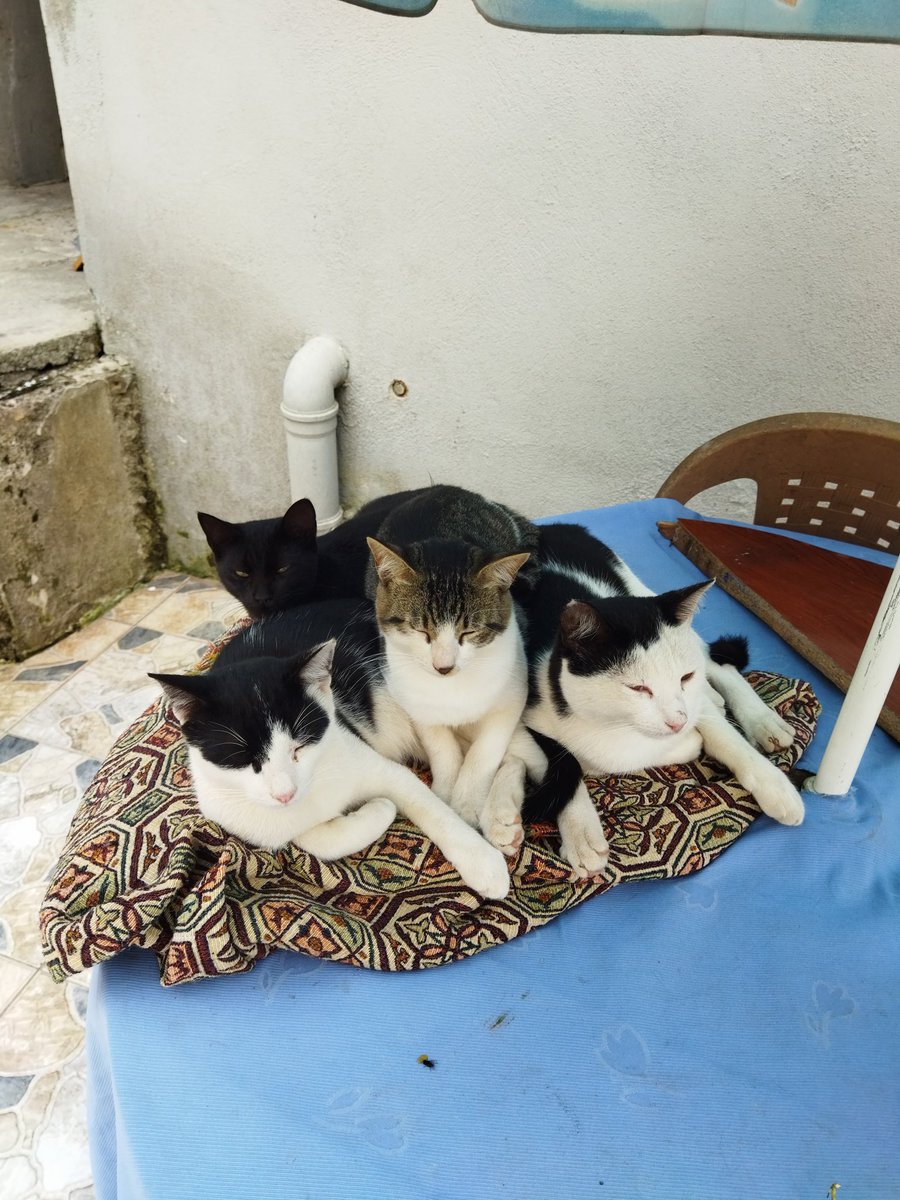 vicmitsi's tweet image. Cat dump