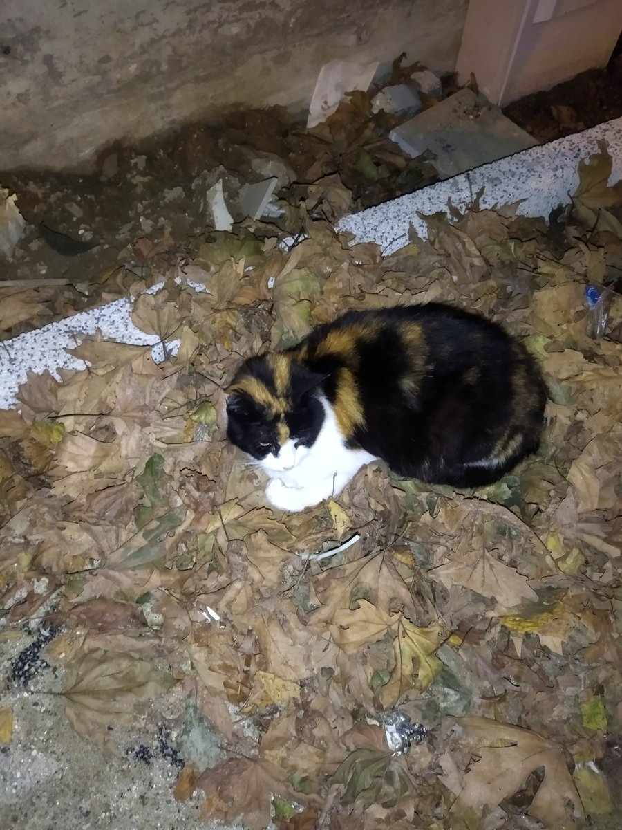 vicmitsi's tweet image. Cat dump