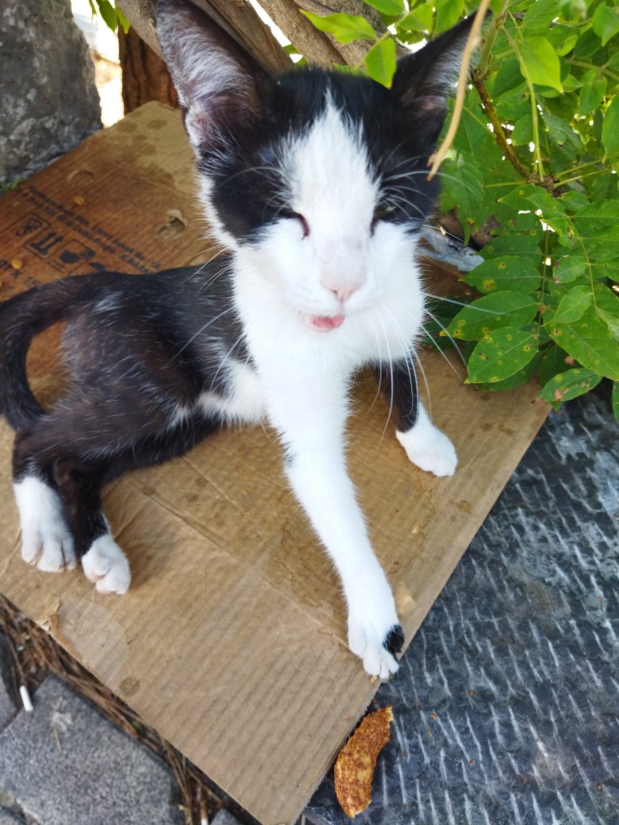 vicmitsi's tweet image. Cat dump