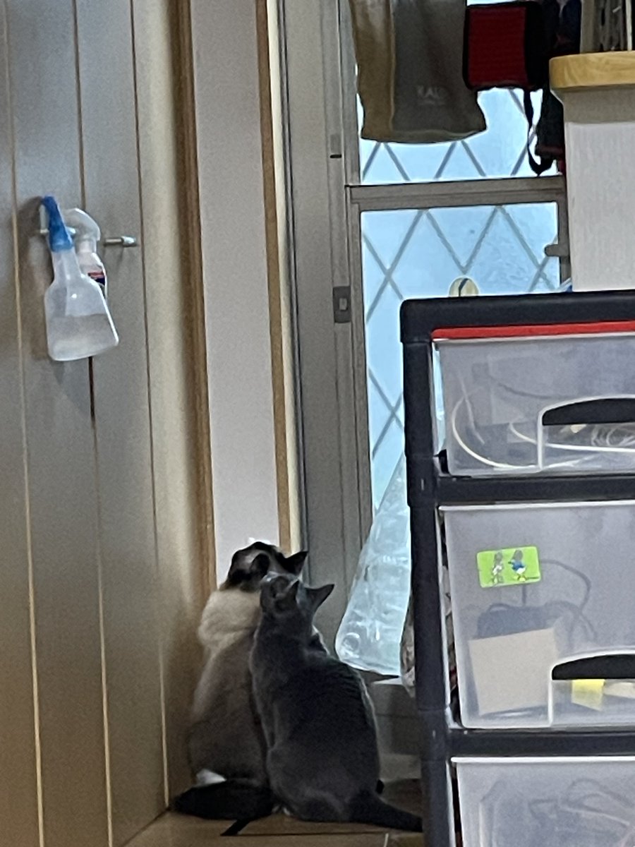 ロシアンブルー様⁎⁺˳ 今日も今日とて  な、何か居るのか⁈ #ラグドール #ロシアンブルー #猫