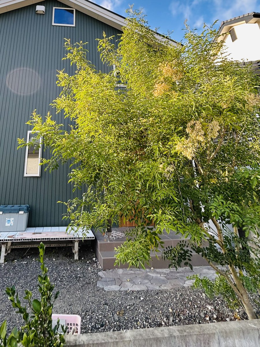 junjishibayama's tweet image. 4年前、玄関に植えたシマトネリコ。この期間本当に色んなことがあり、もう駄目かと思うことは何度もあったけれど、少しずつ大きくなっていくシマトネリコの姿にパワーを貰って「1234ナニクソ畜生、5678負けてたまるか」と今日もドッコイ生きています。我が家のシンボルツリーの偉大さに感謝と敬意を。