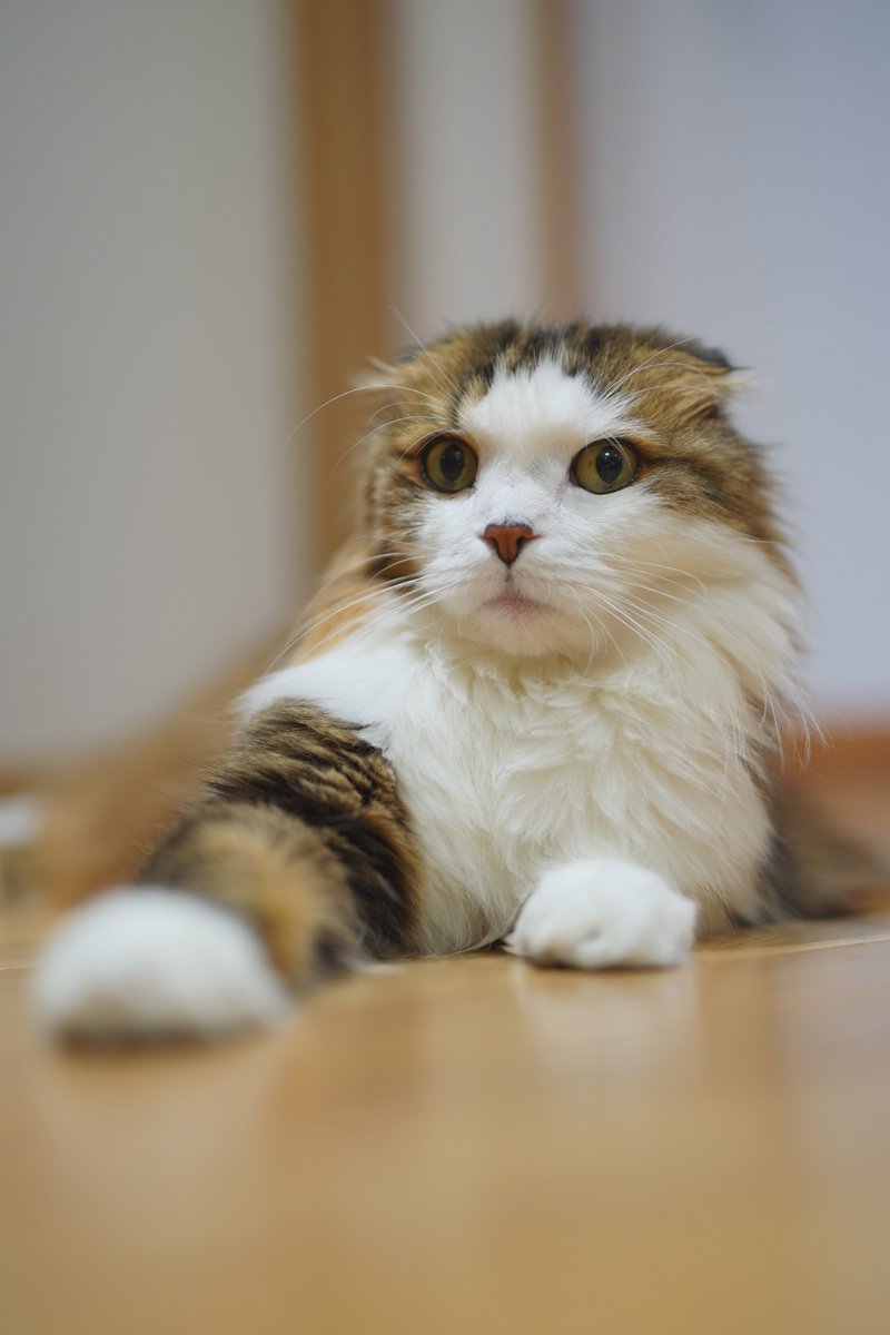 Pon-kun (@Pon_s_servant) / Posts / X