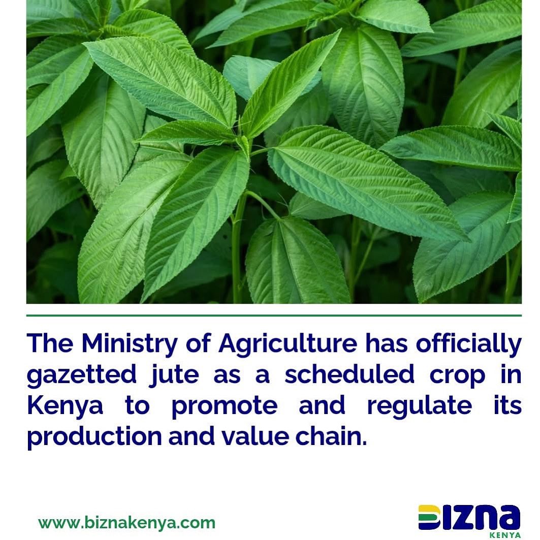 Mumbi Akinyi tweet media