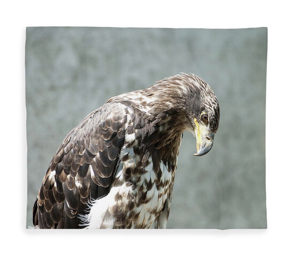 shonna99784's tweet image. Here’s one of the Juvenile Bald Eagle but this link has all of my #FleeceBlankets shonna-hawkins.pixels.com/shop/fleece+bl… Click to give them a look! 

On sale only today 25% OFF! 
#BuyIntoArt
