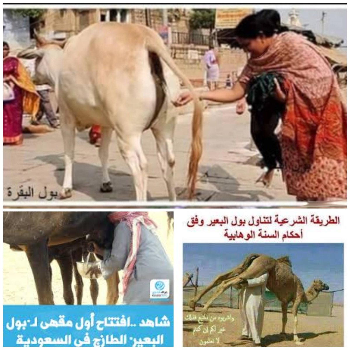 أبو إلياس tweet media