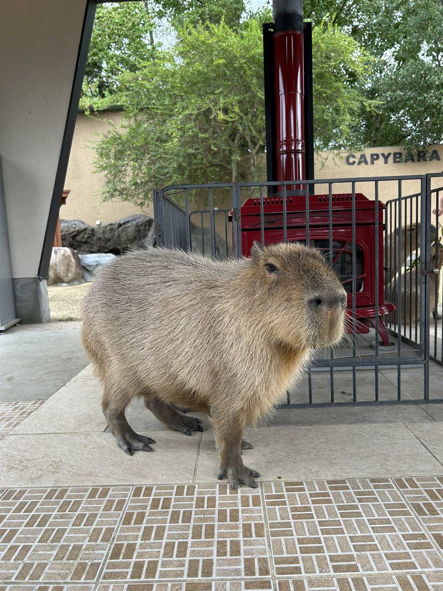 うさ＠カピバラだらけ (@usa0831) / Posts / X