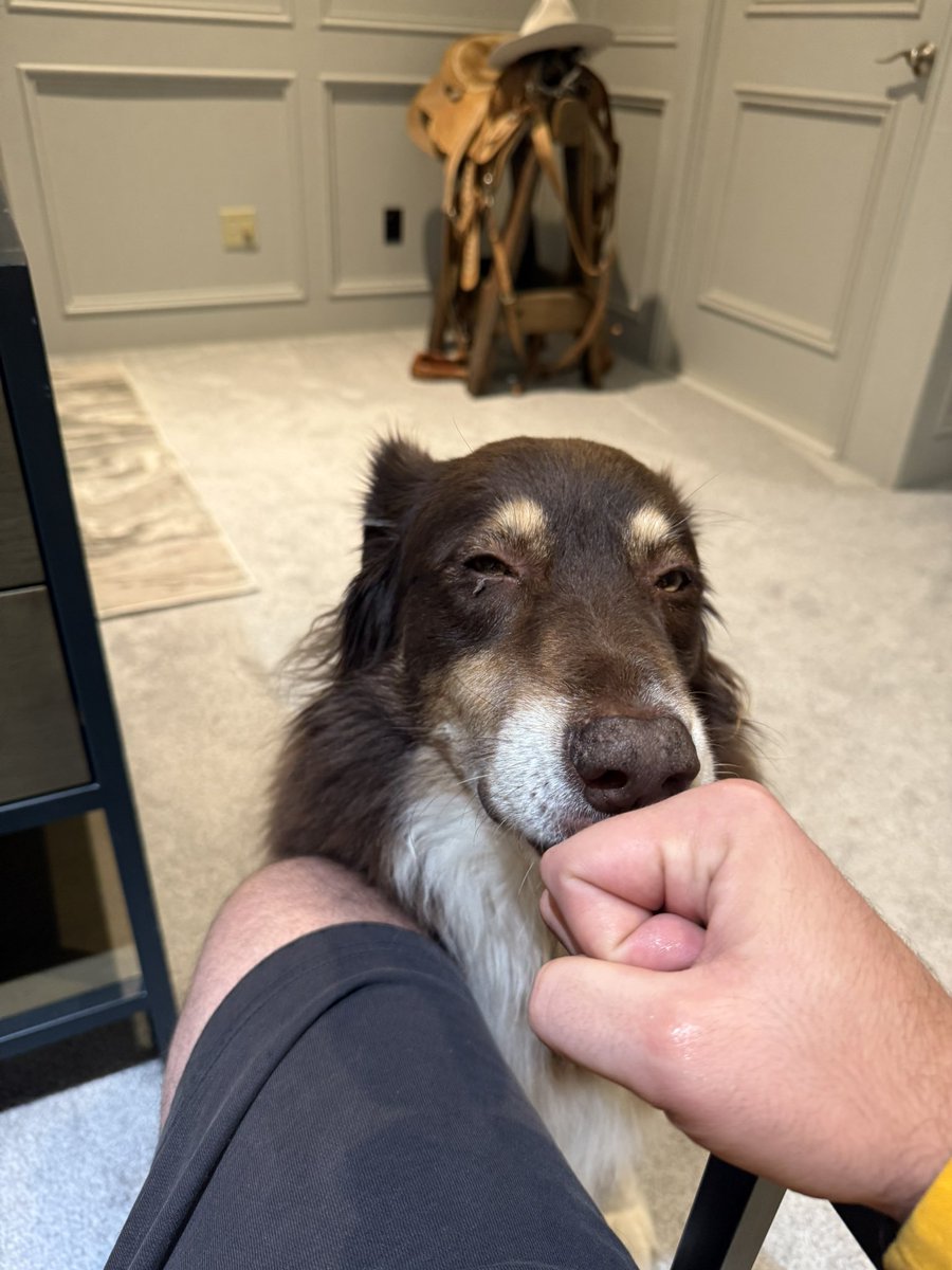 lankwilliamsjr's tweet image. He must want to scrap looking at me like that #pooch