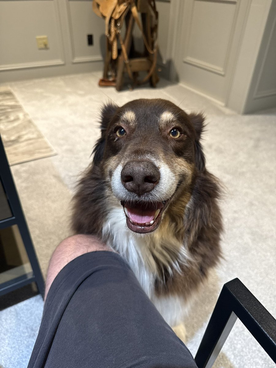 lankwilliamsjr's tweet image. He must want to scrap looking at me like that #pooch