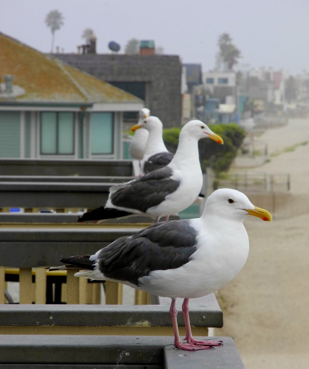 SubduedSnarl's tweet image. "Sentries" 😆

#Photography 
#Ventura 
#Seagulls