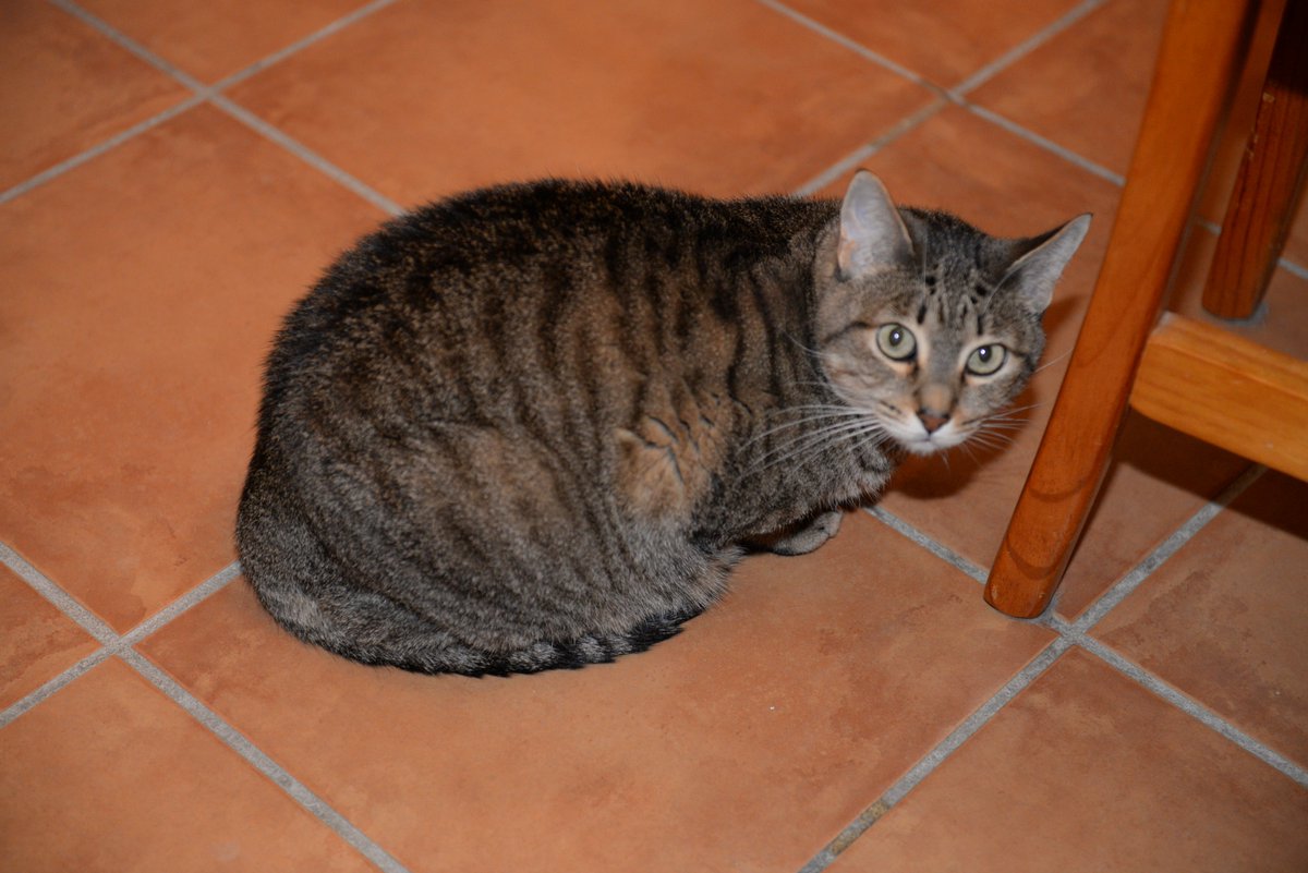 Rafael_Narbona's tweet photo. De vuelta en casa tras la revisión cuatrimestral del cáncer. Estamos tranquilos y esperanzados, pero hoy ha sido un día triste. Ha muerto Clarita, la gatita atigrada de la foto. Estaba a punto de cumplir 19 años. Sé que en esta red hay muchos miserables que celebran el dolor ajeno, pero también hay muchos corazones compasivos y por ellos comparto estas incidencias de mi vida privada. Gracias a todos los que me transmitís cariño en este espacio. Este mundo es tan real como el de la calle. A fin de cuentas, en ambos lugares hay personas. Personas que se sienten dichosas al conectar con otras almas con los mismos anhelos y fragilidades. Clara fue una gatita extraordinariamente buena. Cuando Piedad volvía de la quimioterapia, notar su calor en su regazo le proporcionaba consuelo. El amor siempre es el mejor bálsamo. Me resigno a pensar que lo bello y bueno desaparezcan sin dejar huella. Como dijo Heráclito, después de la muerte nos encontraremos con cosas que no aguardamos ni imaginamos.