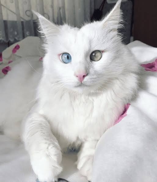 Me ha encantado ♥️

HISTORIA DE UN GATO
"Una noche llegó piel y huesos a mi puerta, mojado, apaleado, temeroso
era un gato blanco bizco, sin rabo 
lo dejé entrar, lo alimenté, fue uno más en la casa
desarrolló hacia mí cierta cariñosa confianza
hasta que un buen día un conocido,