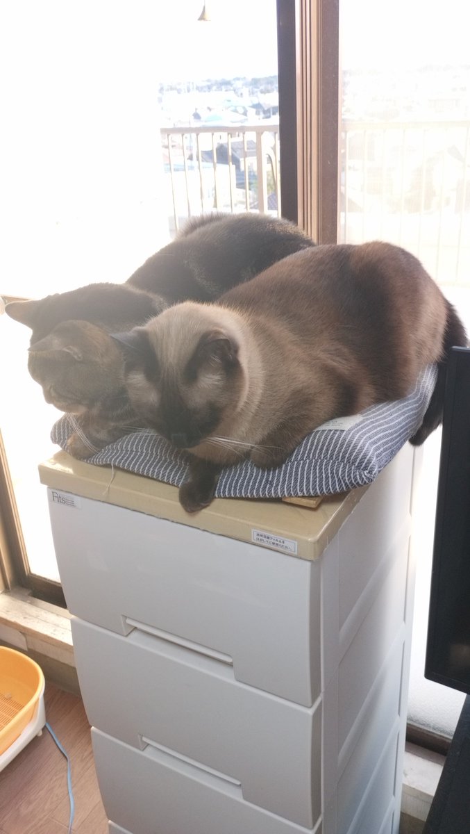 kaiandile's tweet photo. ☀️朝陽指すこの場所
譲れない熱き争奪戦💥
#猫 #ねこ #猫が好き #猫がいる幸せ #猫がいる暮らし #猫好きな人と繋がりたい #猫写真 #猫は天使 #シャム #アメショ https://t.co/pCLeyGHWUM