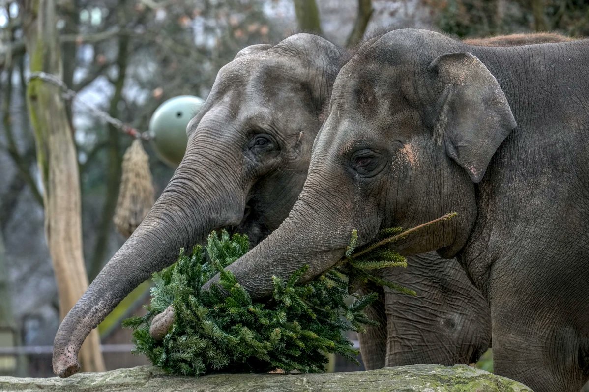 AlyssaLogic's tweet image. Elephants eat Christmas trees so they can be infused with even more goodwill and spirit!