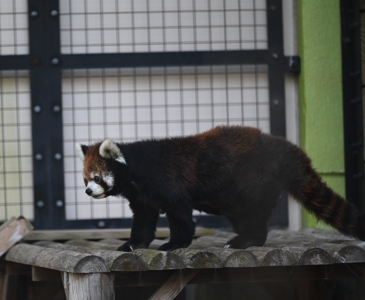 熊ページ chizu_xiang (@kobuchizu0612) / Posts / X