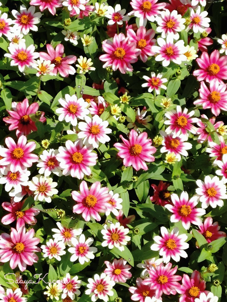 Flower Photo Club Community on X - 4.4K Members