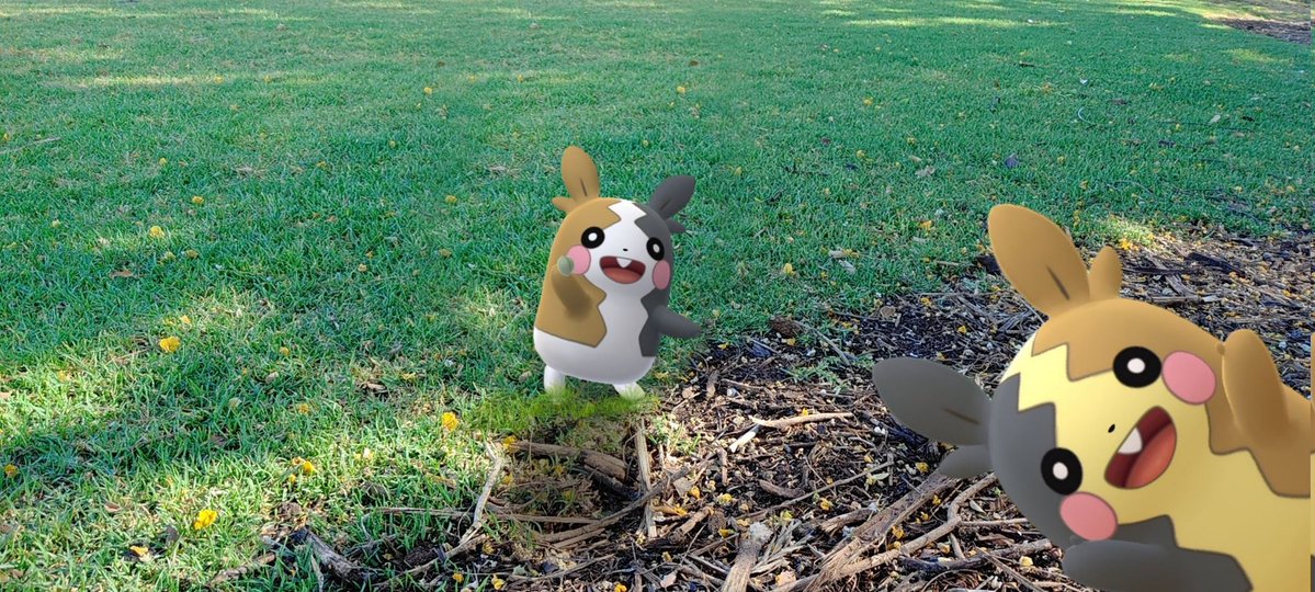 C_o_w_n_i_e's tweet image. World’s hungriest, most electrifying guinea pigs! ⚡🐹

#GOsnapshot #Pokemon #PokemonGo
#PokemonGOApp #ARofTheDay
#GOsnapshotCelebratiom