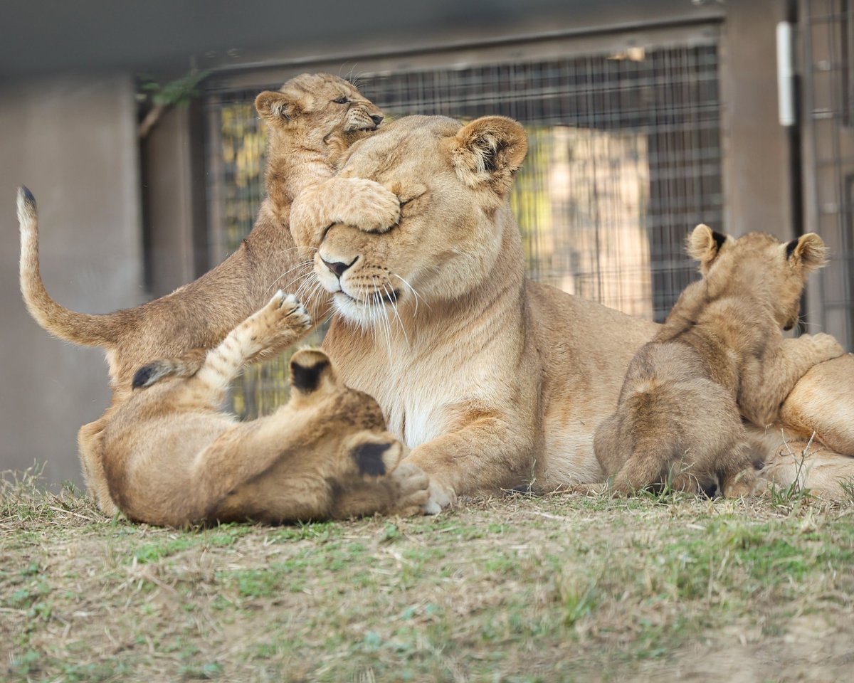 ライオン親子 ライオン親子 のんほいパーク