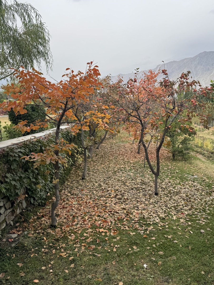 thatafaq's tweet image. Fall and Winter blend