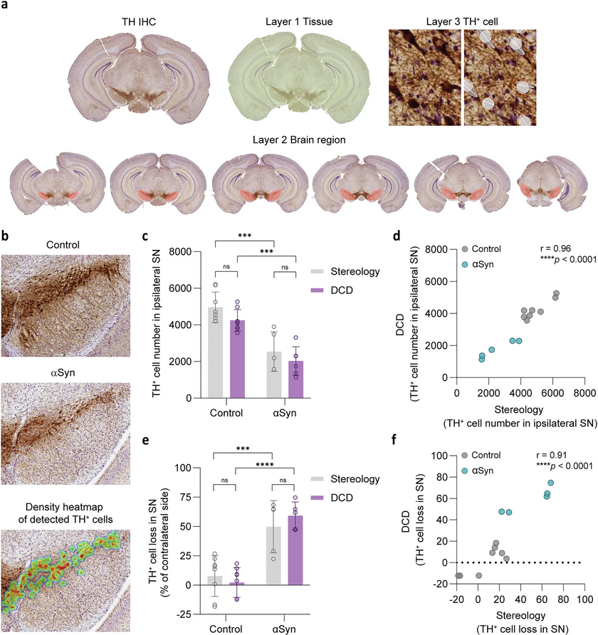 ScienceofPD's tweet image. New research from @peelaerts_w &amp;amp; @KU_Leuven colleagues present the development of convolutional neural networks for high-throughput, unbiased, automated brain-wide histopathological analysis in mouse models of synucleinopathies
nature.com/articles/s4153…