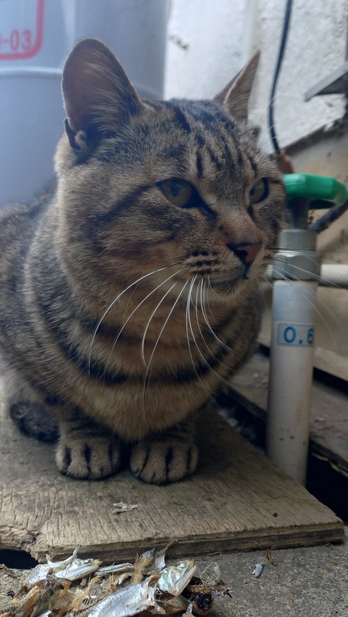 今年も冬毛でもこもこのにゃんが見れた #ノラねこ #ミーちゃん